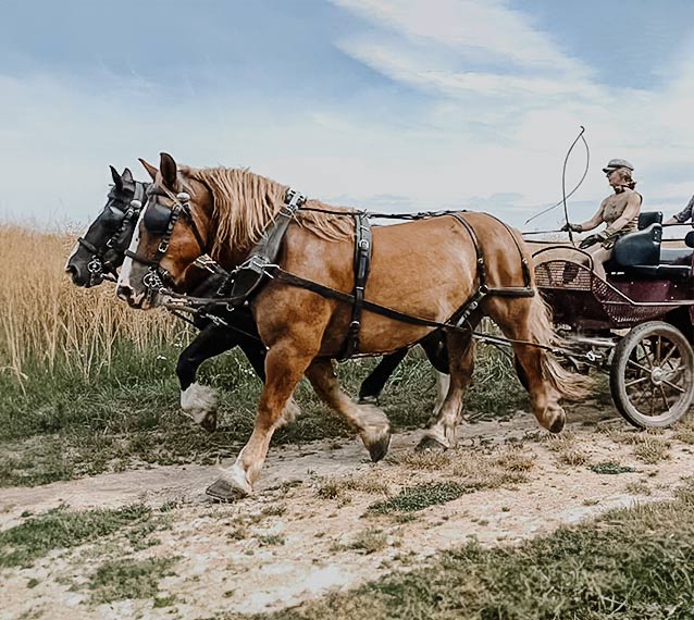 Attelage avec Geneviève Remérand pour Cheval de Cisse